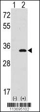 Anti-CDK1 Rabbit Polyclonal Antibody