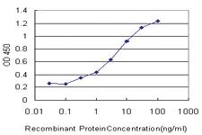 Anti-SLC15A1 Mouse Monoclonal Antibody [clone: 1F8]