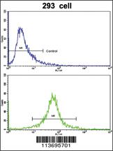 Anti-CDK1 Rabbit Polyclonal Antibody