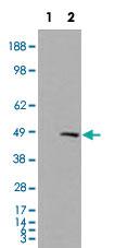 Anti-SMARCE1 Goat Polyclonal Antibody