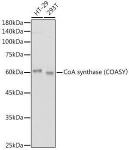 Anti-COASY antibody