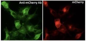 HEK293 cells, transfected with mCherry-RAB1A, fixed with 4% PFA, stained with Anti-mCherry Antibody at a 1:50 dilution