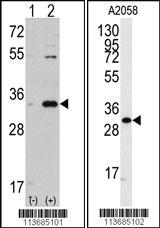 Anti-CDK1 Rabbit Polyclonal Antibody