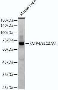 Antibody A308579-100 100 µl