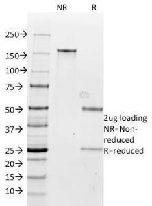 Antibody A249316-100 100 µg