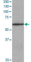 Anti-CORO1A Goat Polyclonal Antibody