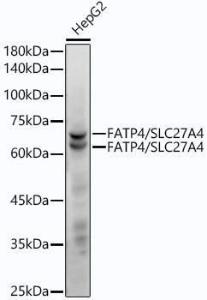 Antibody A308579-100 100 µl