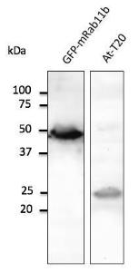 Anti-RAB11B Goat Polyclonal Antibody