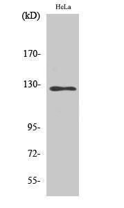 Western blot analysis of HuvEc cells using Anti-SMG7 Antibody