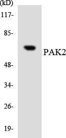 Antibody anti-PAK2 A97987-100 100 µg