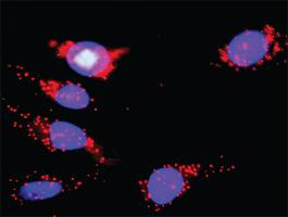 Anti-MAPK14 + EGFR Polyclonal Antibody Pair