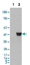 Anti-CORO1A Goat Polyclonal Antibody