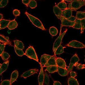 Immunofluorescent analysis of PFA fixed HeLa cells stained with Anti-UBE3A Antibody [PCRP-UBE3A-1A2] followed by Goat Anti-Mouse IgG (CF&#174; 488) (Green). Counterstain is Phalloidin