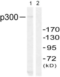 Western blot analysis of lysates from 293 cells using Anti-p300 Antibody. The right hand lane represents a negative control, where the antibody is blocked by the immunising peptide