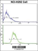 Anti-EEF1A1 Rabbit Polyclonal Antibody