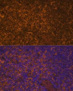 Anti-IL-10 Rabbit Polyclonal Antibody