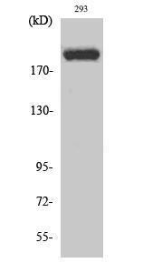 Western blot analysis of various cells using Anti-p300 Antibody