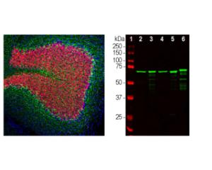 Left: Analysis of NF-L expression in rat cerebellum by Immunohistochemistry with chicken antibody to NF-L (green). Section was co-stained with mouse antibody to FOX3/NeuN. Right: Western blot analysis of tissue lysates.