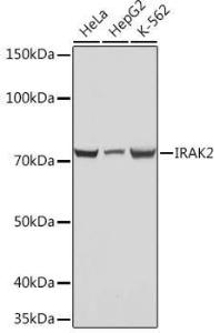 Western blot analysis of extracts of various cell lines, using Anti-IRAK2 Antibody [ARC1078] (A308582) at 1:1000 dilution