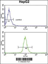 Anti-TNFAIP2 Rabbit Polyclonal Antibody