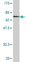 Anti-CAMK1G Mouse Monoclonal Antibody [clone: 3E2]