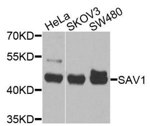 Western blot analysis of extracts of various cell lines, using Anti-SAV1 Antibody (A10854) at 1:1000 dilution