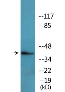 Western blot analysis of lysates from Jurkat cells treated with EGF 200 ng/ml 5' using Anti-FOS (phospho Thr232) Antibody