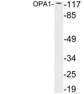 Western blot analysis of lysates from brain tissue using Anti-OPA1 Antibody