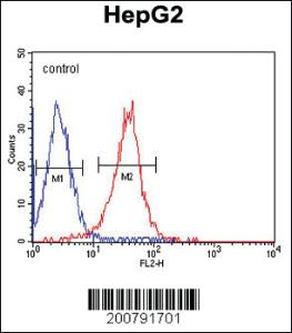 Anti-ALDH2 Mouse Monoclonal Antibody