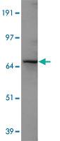 Anti-TCF7L2 Rabbit Polyclonal Antibody