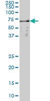 Anti-SLC22A13 Mouse Monoclonal Antibody [clone: 1E6]