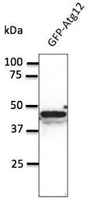 293HEK cells, transfected with GFP-ATG12, detected with Anti-ATG12 Antibody at a 1:500 dilution. Lysate at 100 µg and rabbit anti-goat IgG antibody (HRP) at a 1:10,000 dilution