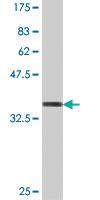 Anti-PPP1R2 Mouse Polyclonal Antibody