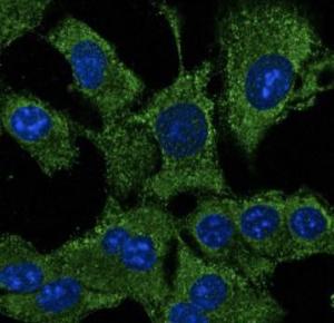 Hepa 1-6 cells, fixed with methanol, stained with Anti-ATG12 Antibody at a 1:50 dilution