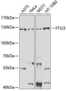 Western blot analysis of extracts of various cell lines, using Anti-FTSJ3 Antibody (A10858) at 1:1,000 dilution. The secondary antibody was Goat Anti-Rabbit IgG H&L Antibody (HRP) at 1:10,000 dilution.