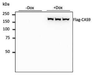 hTERT RPE-1 cells