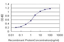 Anti-SLC22A13 Mouse Monoclonal Antibody [clone: 1E6]