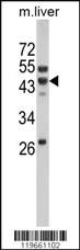 Anti-WNT10B Rabbit Polyclonal Antibody