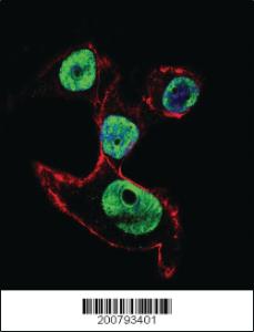 Anti-EZH2 Mouse Monoclonal Antibody