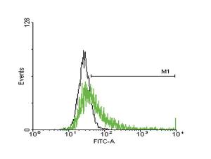 Anti-HLA-DQB1 Mouse Polyclonal Antibody