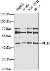 Western blot analysis of extracts of various cell lines, using Anti-PELI3 Antibody (A10860) at 1:1,000 dilution. The secondary antibody was Goat Anti-Rabbit IgG H&L Antibody (HRP) at 1:10,000 dilution.