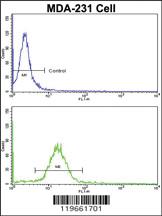 Anti-WNT10B Rabbit Polyclonal Antibody