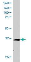 Anti-TCF19 Goat Polyclonal Antibody