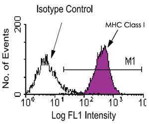 Anti-H2-D2 Mouse Monoclonal Antibody [clone: 28-14-8]