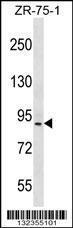 Anti-HRC Rabbit Polyclonal Antibody (AP (Alkaline Phosphatase))