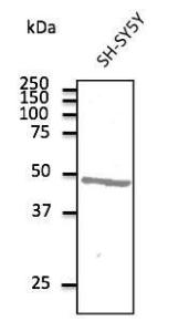 SH-SY5Y cell lysate detected with Anti-ATXN3 Antibody at a 1:500 dilution. Lysate at 100µg and rabbit anti-goat IgG antibody (HRP) at a 1:10,000 dilution.