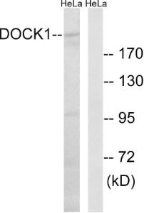 Anti-DOCK1 antibody