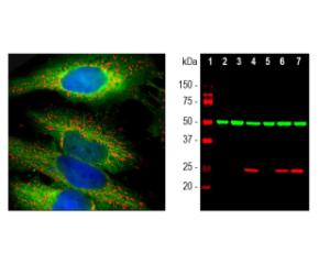 Left: Analysis of HSP27 expression (green) in HeLa cells by ICC. Cells were co-stained with a mouse antibody to HSP60 (red).  Right: Western blot analysis of whole cell lysates with chicken antibody to HSP27 (red, lanes 2-7). Blot was simultaneously probed with an  antibody to beta-tubulin (green).