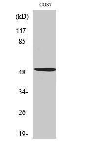 Western blot analysis of various cells using Anti-OCT2 Antibody