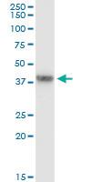 Anti-GRAP2 Mouse Monoclonal Antibody